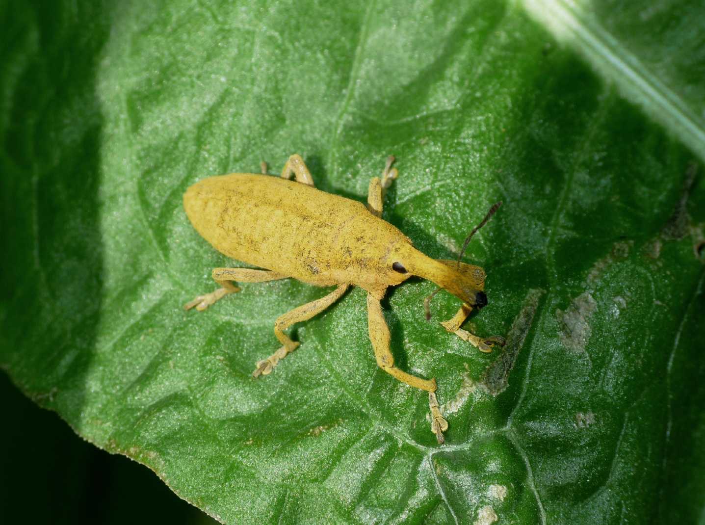 Lixus pulverulentus